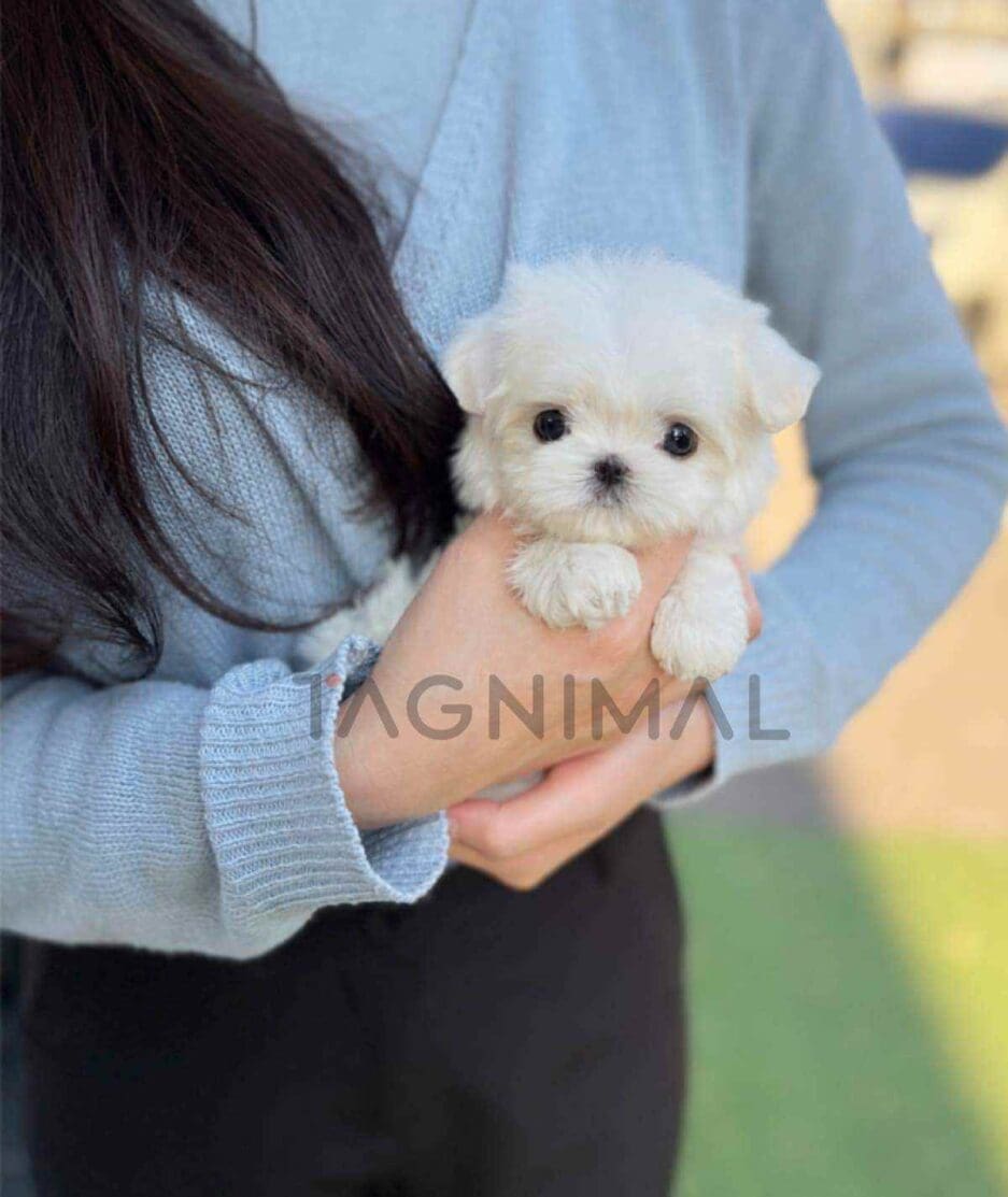 Maltese puppy for sale, dog for sale at Tagnimal