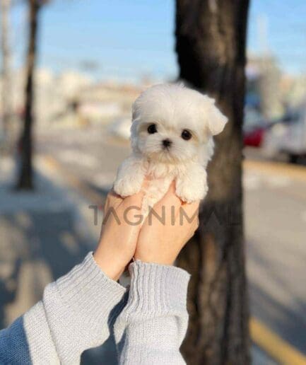 Maltese puppy for sale, dog for sale at Tagnimal