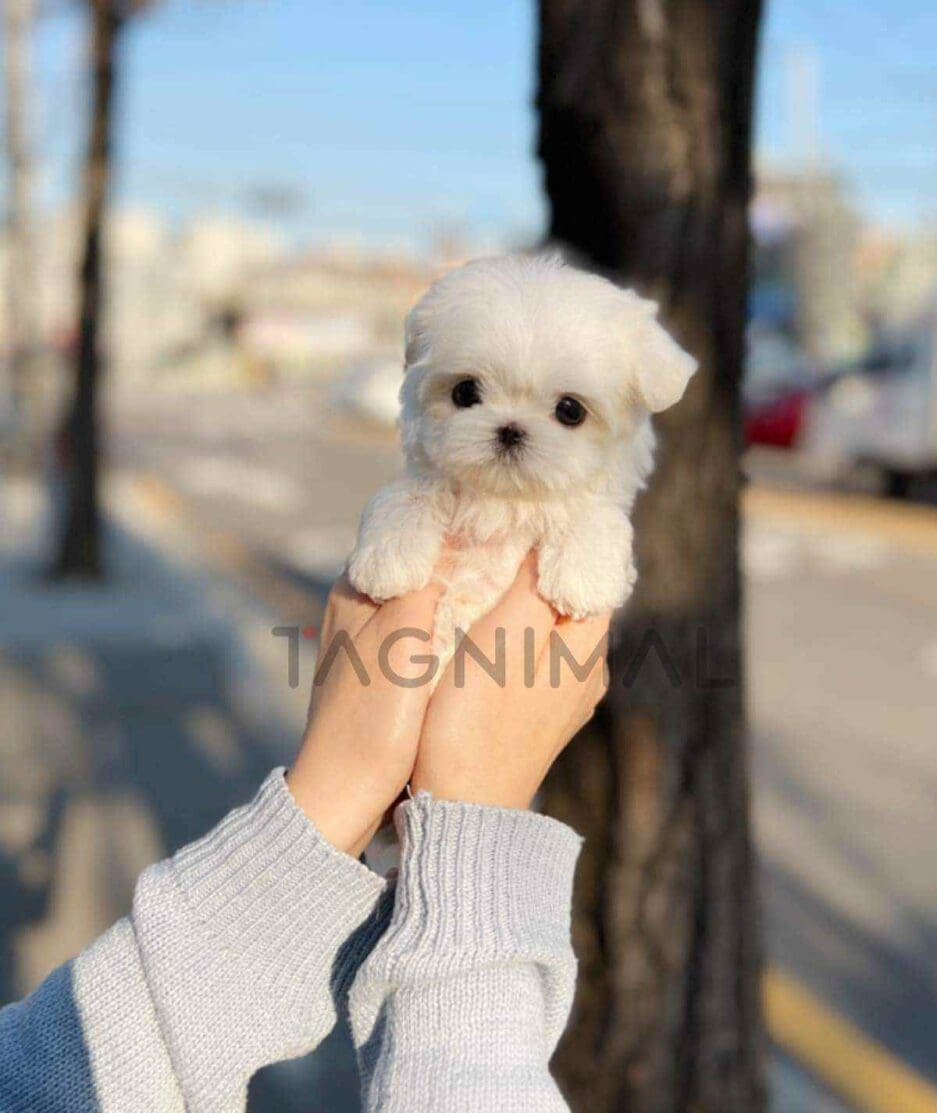 Maltese puppy for sale, dog for sale at Tagnimal