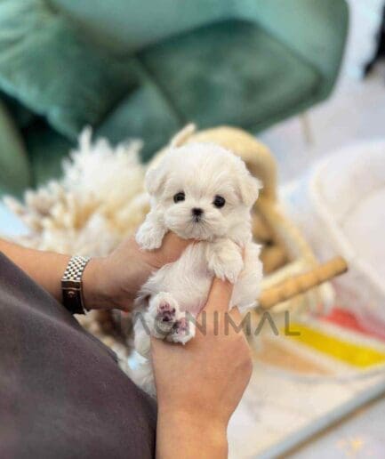 Maltese puppy for sale, dog for sale at Tagnimal