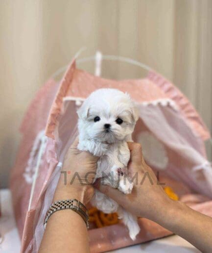 Maltese puppy for sale, dog for sale at Tagnimal