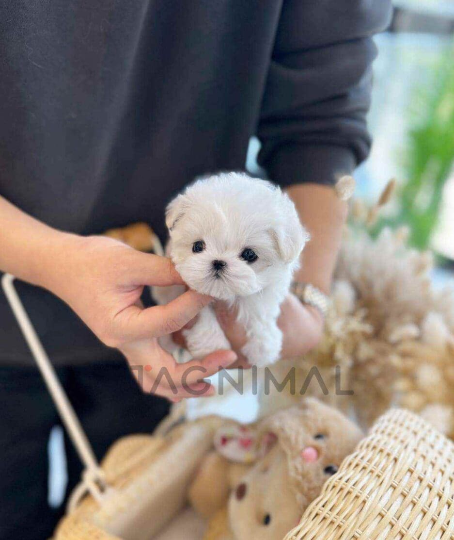 Maltese puppy for sale, dog for sale at Tagnimal