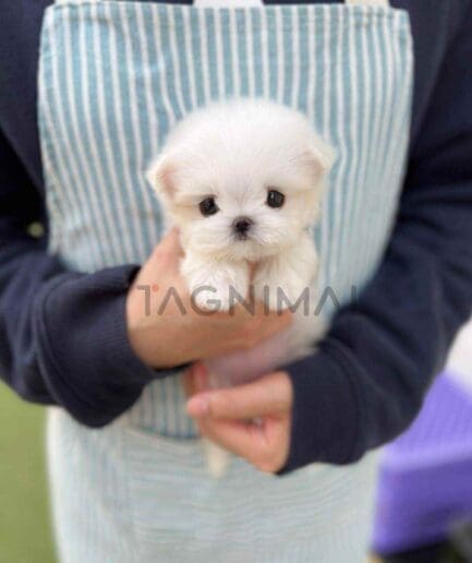 Maltese puppy for sale, dog for sale at Tagnimal