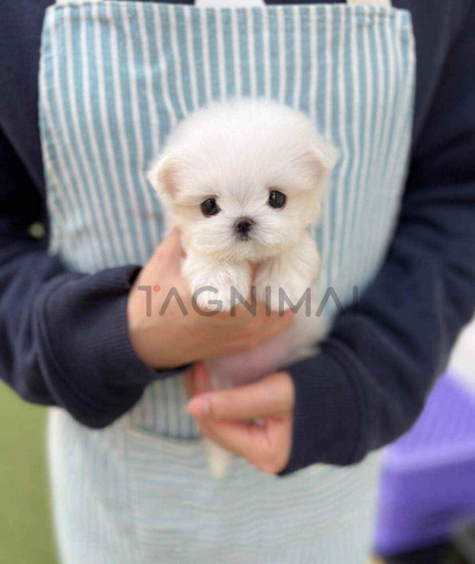 Maltese puppy for sale, dog for sale at Tagnimal