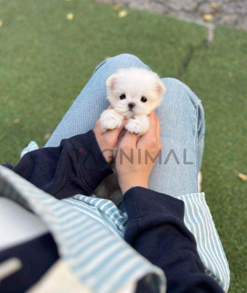 Maltese puppy for sale, dog for sale at Tagnimal