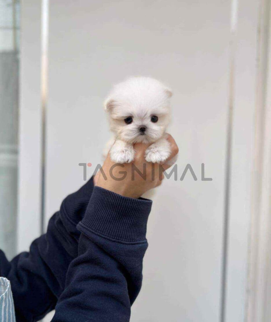 Maltese puppy for sale, dog for sale at Tagnimal