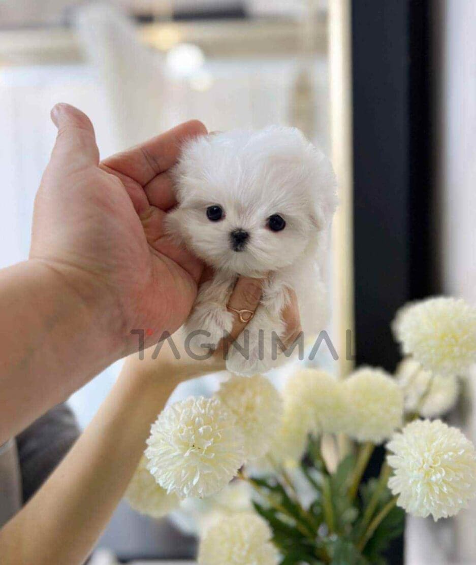 Maltese puppy for sale, dog for sale at Tagnimal