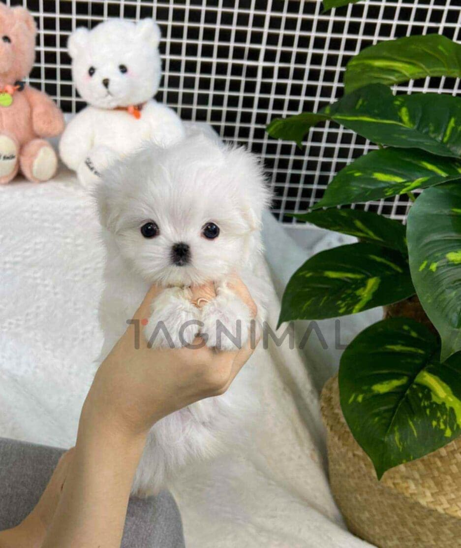 Maltese puppy for sale, dog for sale at Tagnimal