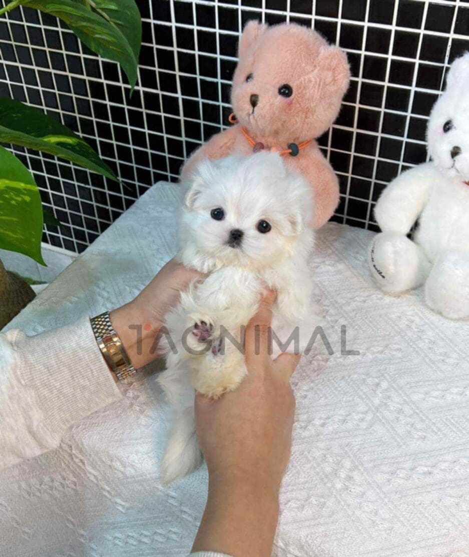 Maltese puppy for sale, dog for sale at Tagnimal