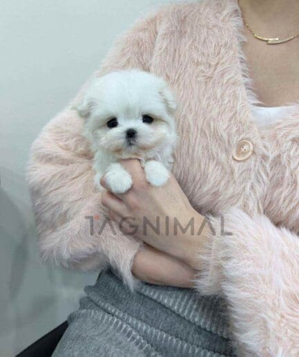 Maltese puppy for sale, dog for sale at Tagnimal