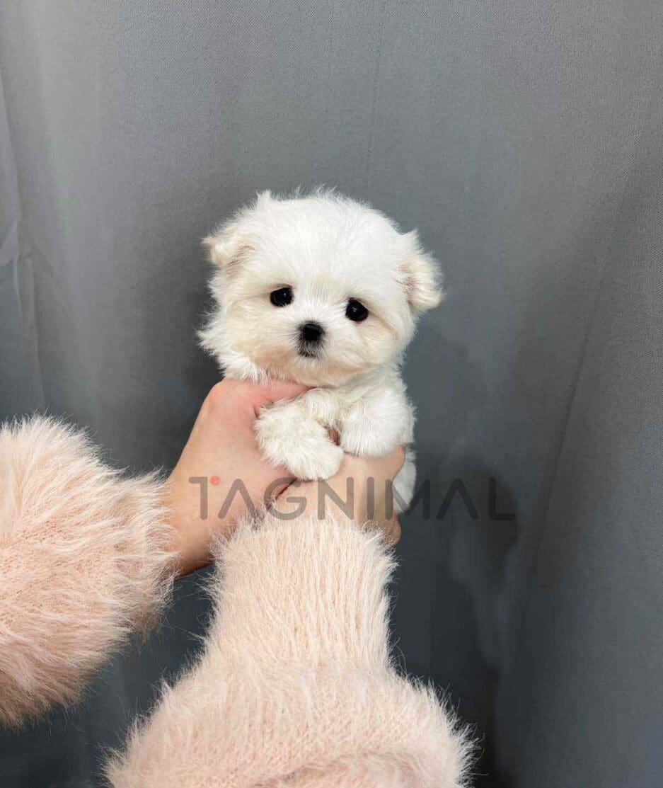 Maltese puppy for sale, dog for sale at Tagnimal