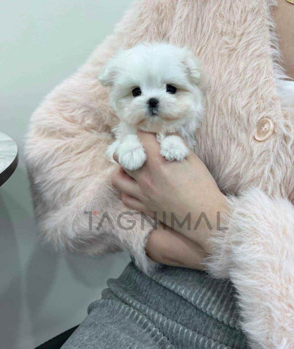 Maltese puppy for sale, dog for sale at Tagnimal