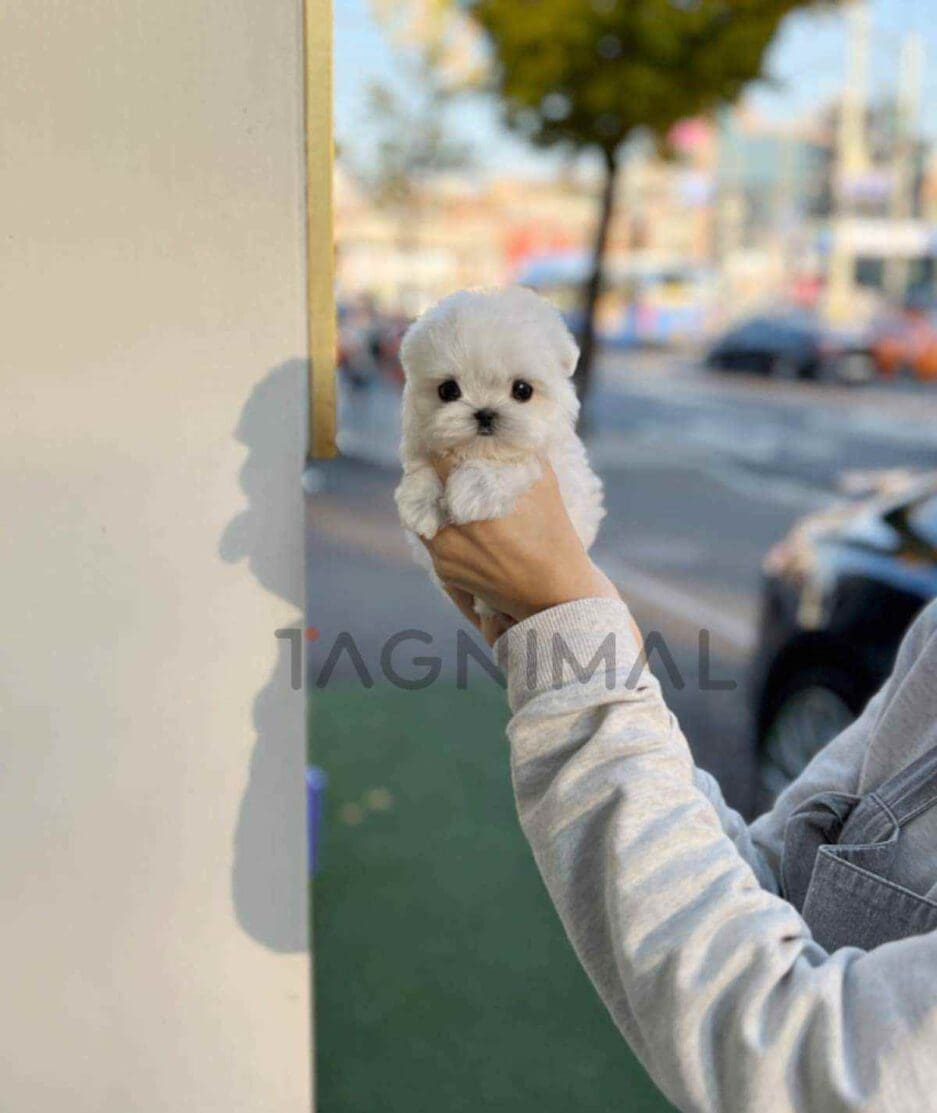 Maltese puppy for sale, dog for sale at Tagnimal