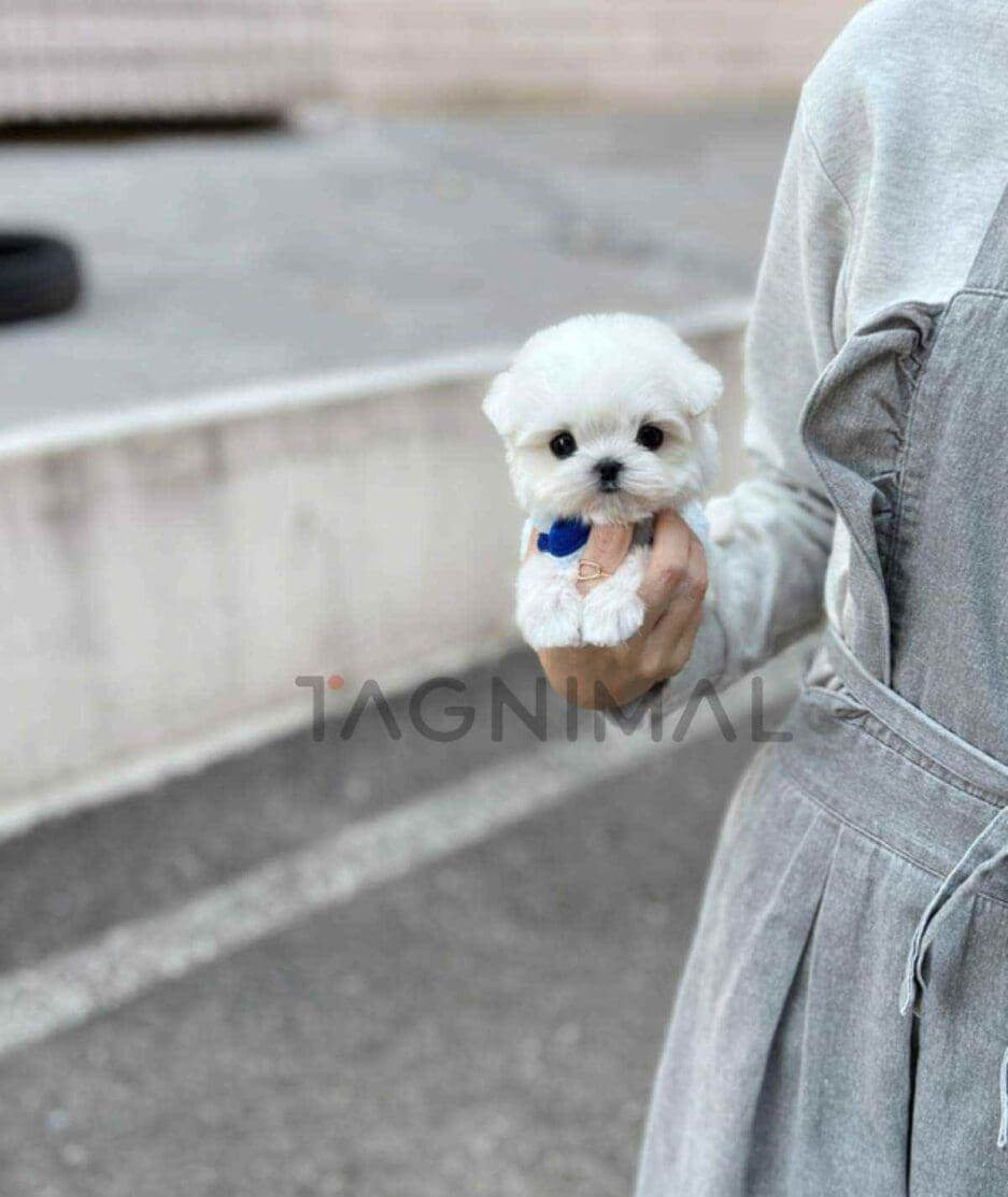 Maltese puppy for sale, dog for sale at Tagnimal