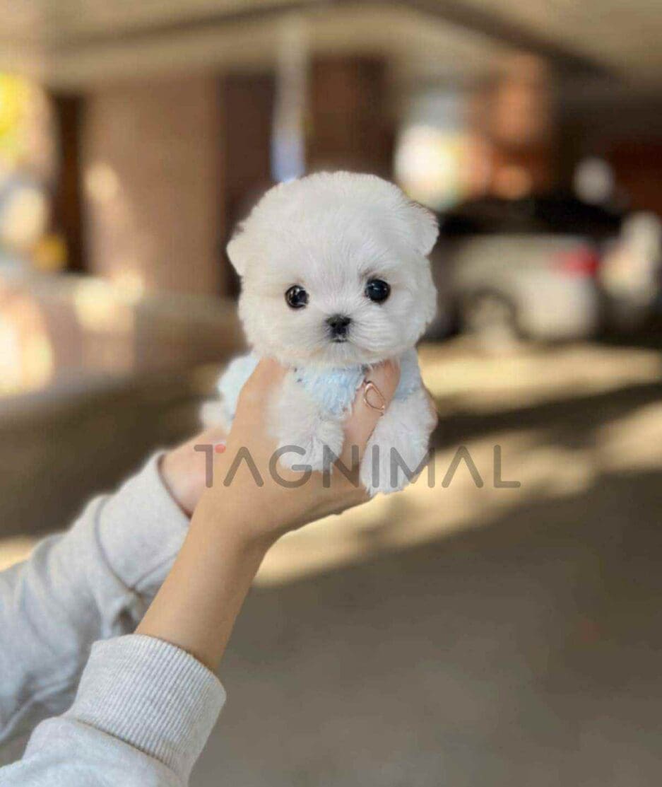 Maltese puppy for sale, dog for sale at Tagnimal