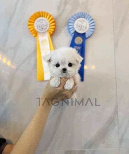 Maltese puppy for sale, dog for sale at Tagnimal