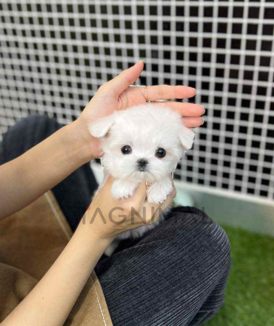 Maltese puppy for sale, dog for sale at Tagnimal