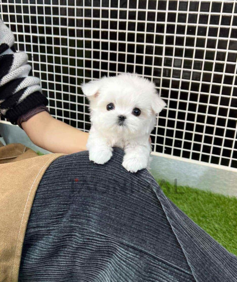 Maltese puppy for sale, dog for sale at Tagnimal