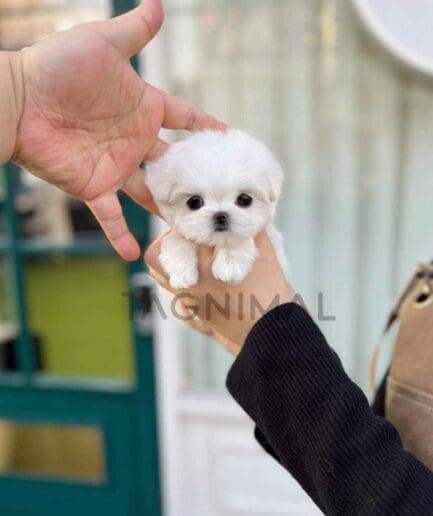 Maltese puppy for sale, dog for sale at Tagnimal