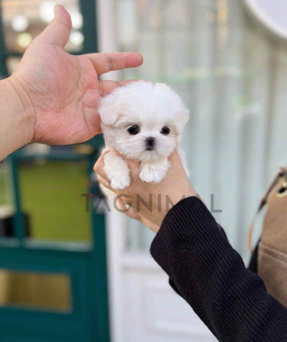 Maltese puppy for sale, dog for sale at Tagnimal