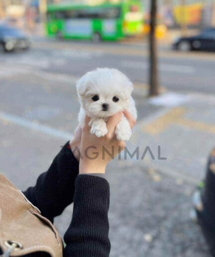 Maltese puppy for sale, dog for sale at Tagnimal