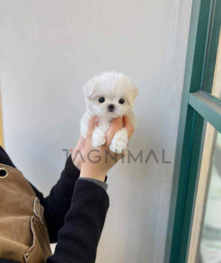 Maltese puppy for sale, dog for sale at Tagnimal