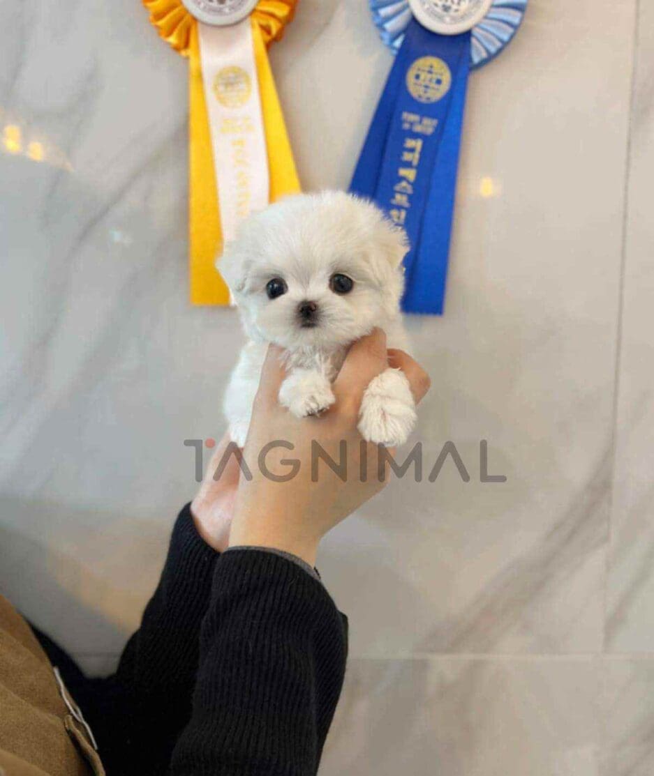 Maltese puppy for sale, dog for sale at Tagnimal