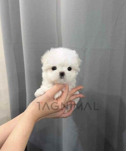 Maltese puppy for sale, dog for sale at Tagnimal