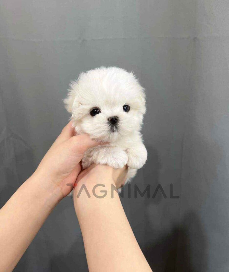 Maltese puppy for sale, dog for sale at Tagnimal