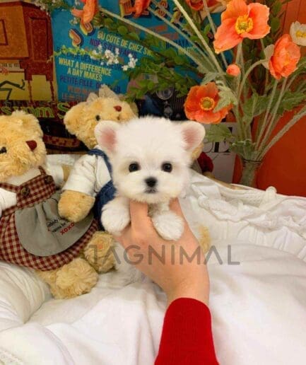 Maltese puppy for sale, dog for sale at Tagnimal