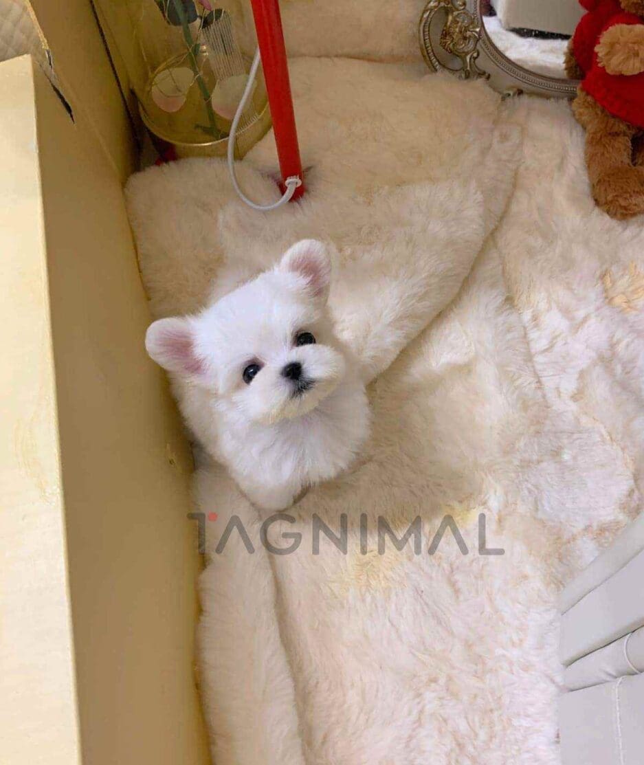 Maltese puppy for sale, dog for sale at Tagnimal