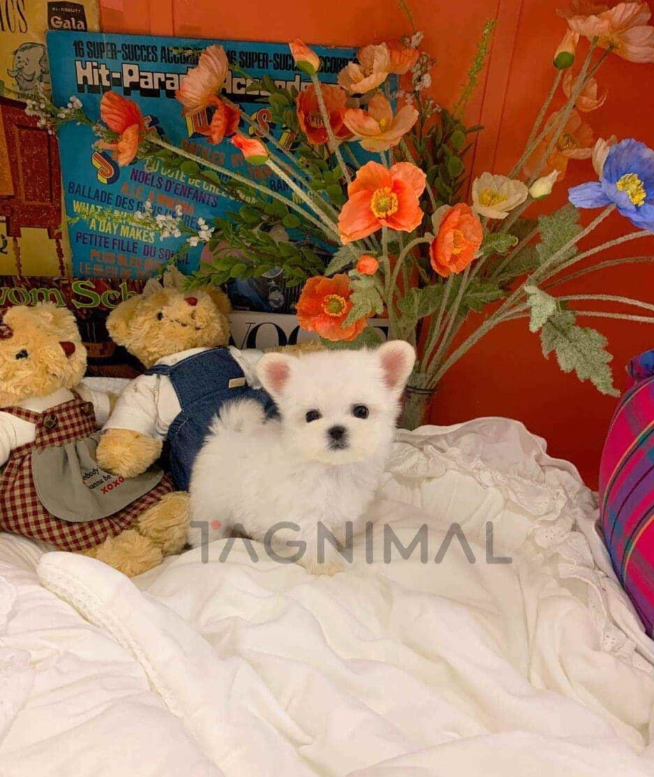 Maltese puppy for sale, dog for sale at Tagnimal