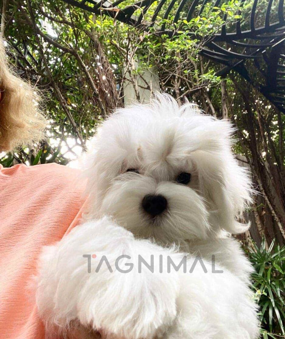 Maltese puppy for sale, dog for sale at Tagnimal