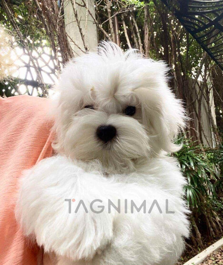 Maltese puppy for sale, dog for sale at Tagnimal