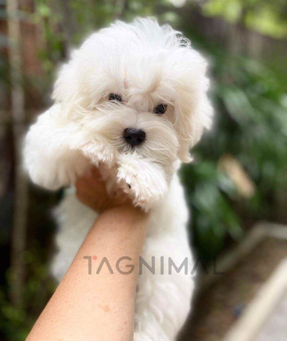 Maltese puppy for sale, dog for sale at Tagnimal