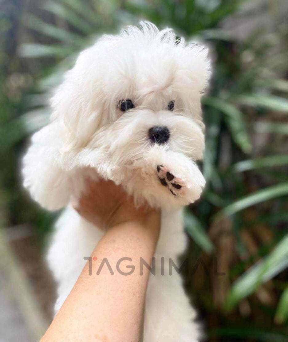 Maltese puppy for sale, dog for sale at Tagnimal