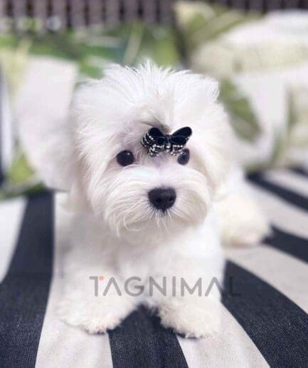 Maltese puppy for sale, dog for sale at Tagnimal