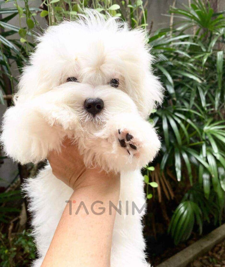 Maltese puppy for sale, dog for sale at Tagnimal