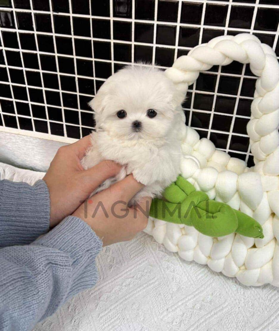 Maltese puppy for sale, dog for sale at Tagnimal