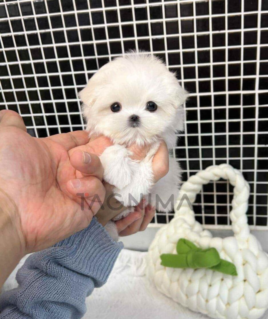 Maltese puppy for sale, dog for sale at Tagnimal