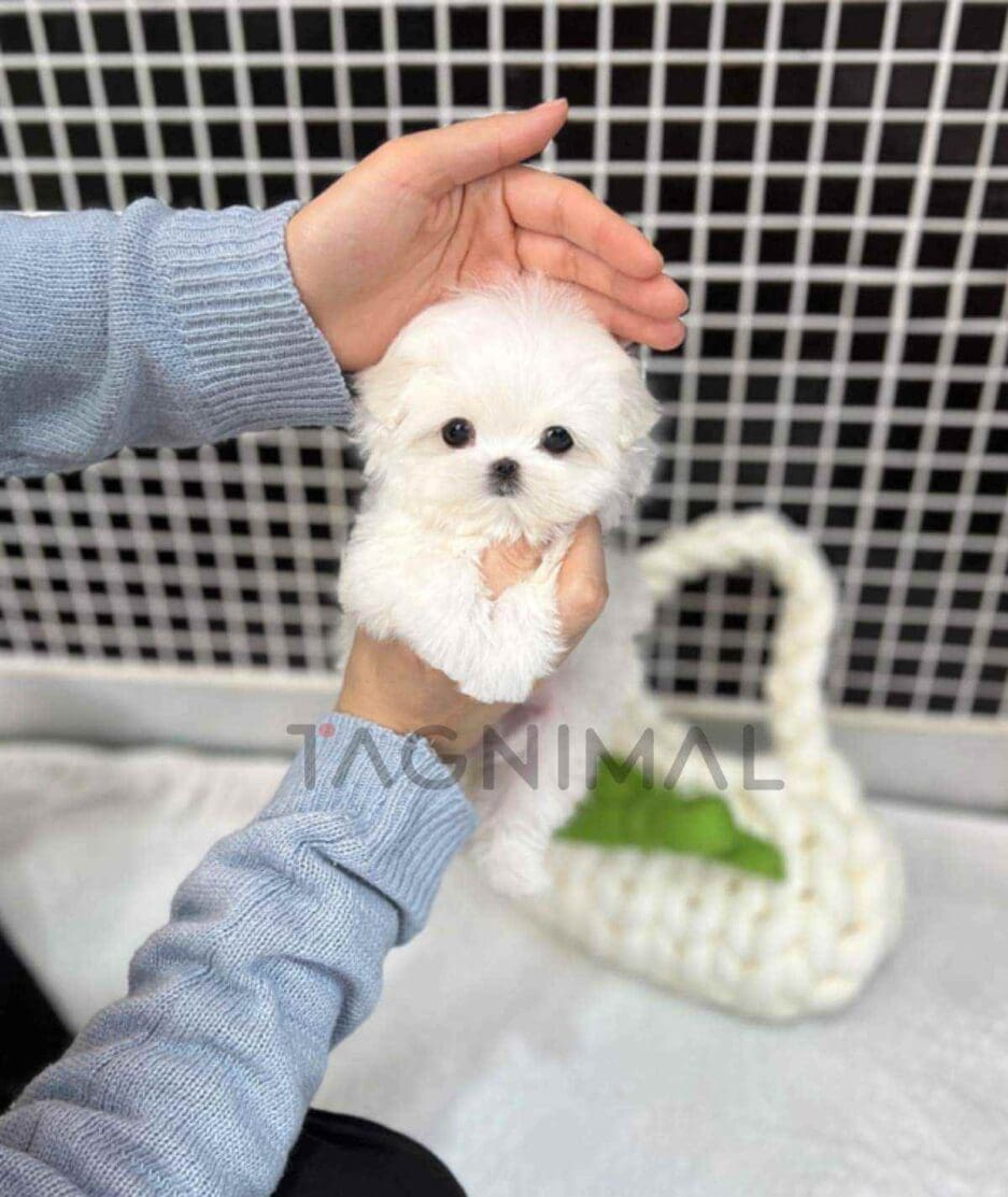 Maltese puppy for sale, dog for sale at Tagnimal