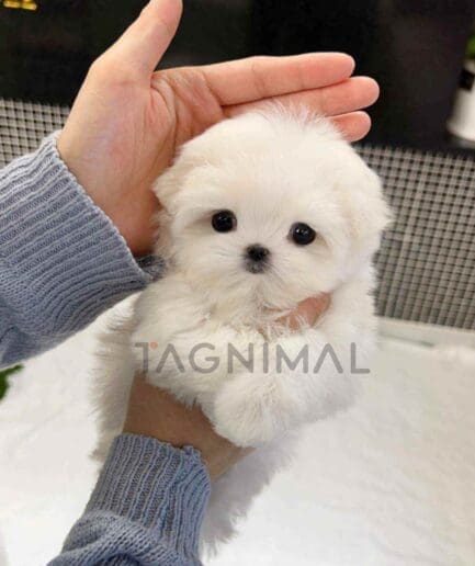 Maltese puppy for sale, dog for sale at Tagnimal