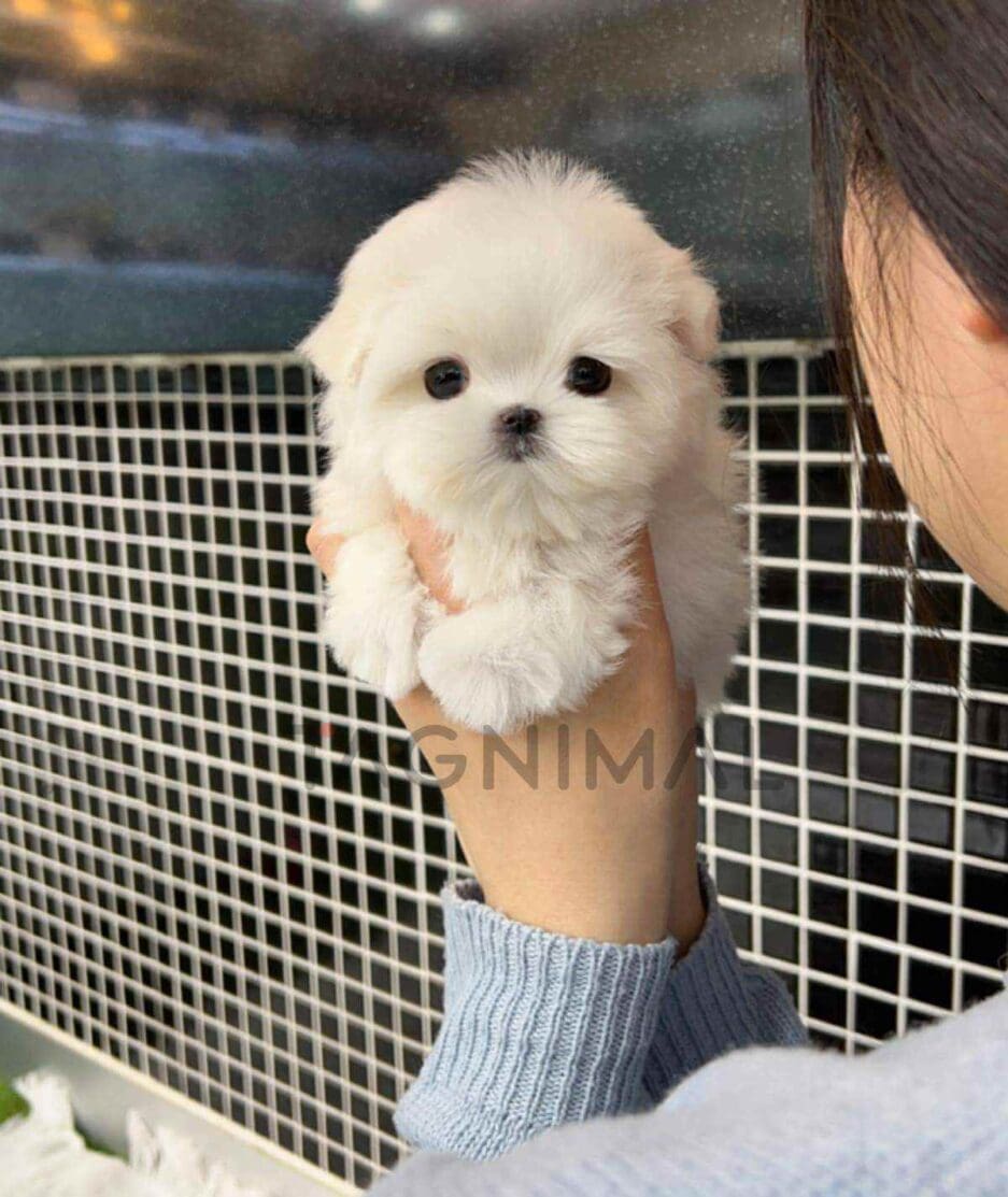 Maltese puppy for sale, dog for sale at Tagnimal