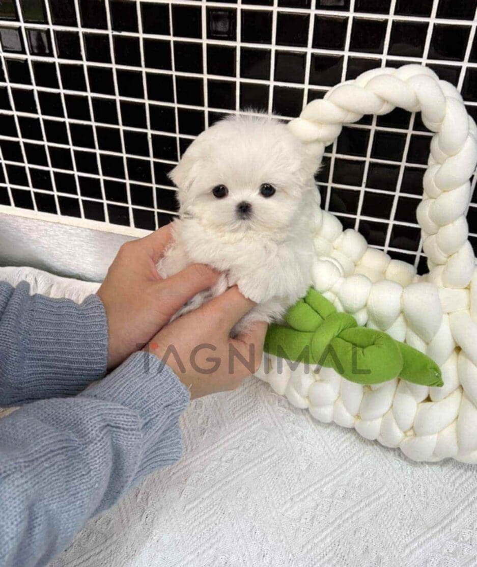 Maltese puppy for sale, dog for sale at Tagnimal