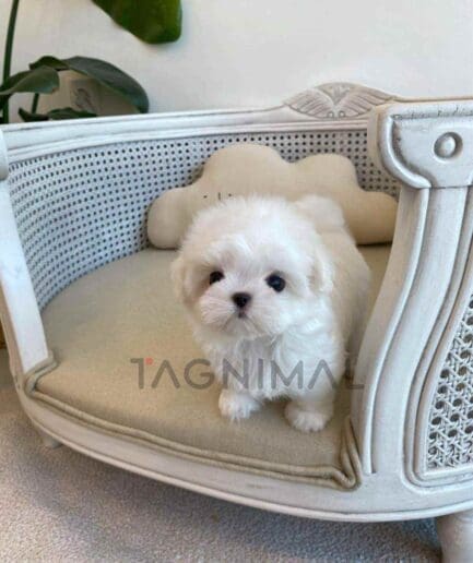 Maltese puppy for sale, dog for sale at Tagnimal