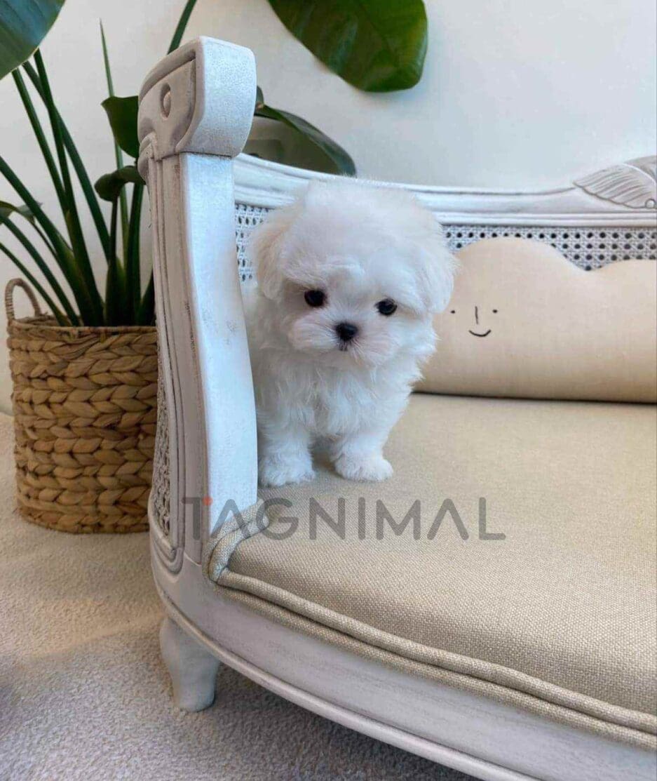 Maltese puppy for sale, dog for sale at Tagnimal