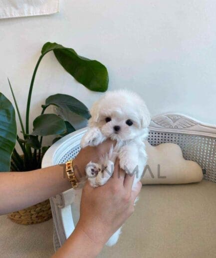 Maltese puppy for sale, dog for sale at Tagnimal