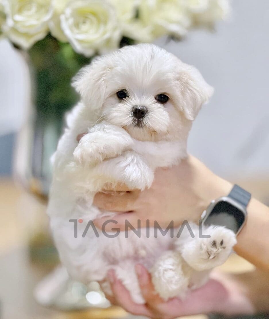 Maltese puppy for sale, dog for sale at Tagnimal