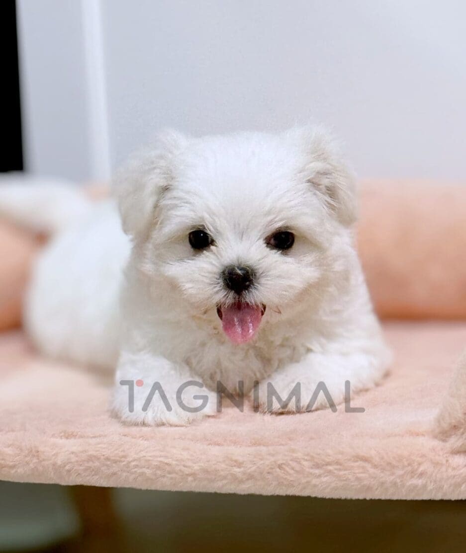 Maltese puppy for sale, dog for sale at Tagnimal