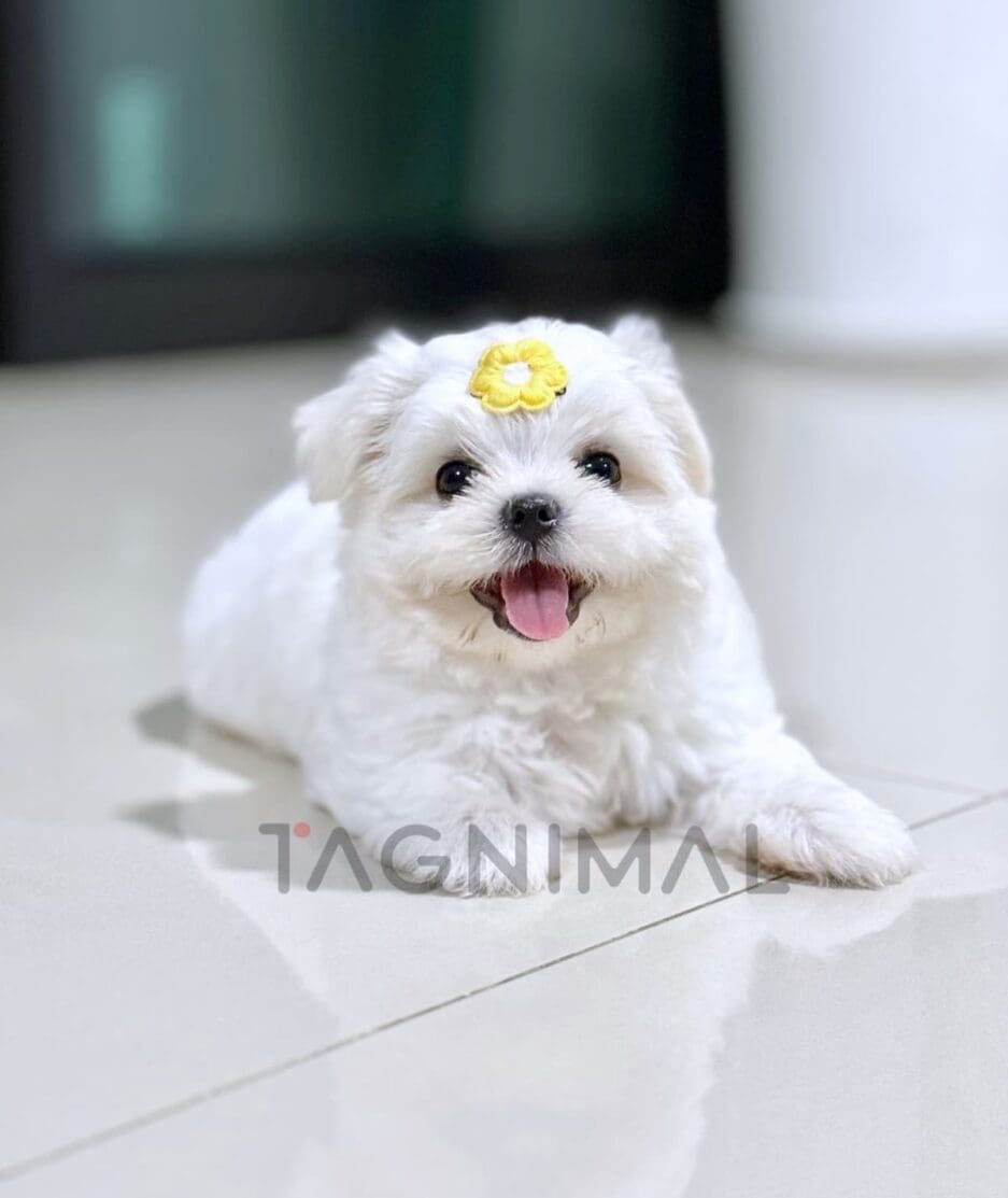 Maltese puppy for sale, dog for sale at Tagnimal